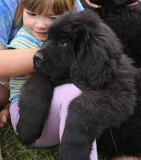 photo: Newfoundland pup: Jessie hanging out with Bronwyn