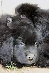 photo: Newfoundland pups: Jessie (bottom) and Maggie (top)
