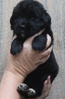 Newfoundland puppy: Kenzi