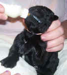 Newborn Newfoundland puppy image: 'Clover'