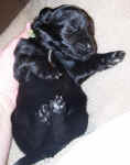 Newborn Newfoundland puppy image: 'Cork'