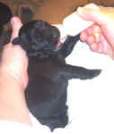 Newborn Newfoundland puppy image: 'Floss'