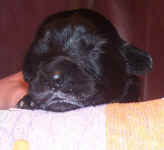 Newborn Newfoundland puppy image: 'Floss'