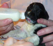 Newborn Landseer Newfoundland puppy image: 'Jen'