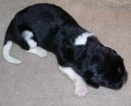 Newborn Landseer Newfoundland puppy image: 'Jen'
