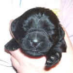 Newborn Newfoundland puppy image: 'Kat'