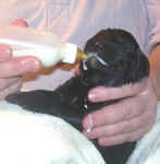 Newborn Newfoundland puppy image: 'Mozart'
