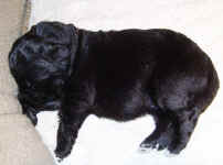 Newborn Newfoundland puppy image: 'Oscar'