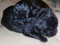 Newborn Newfoundland puppy image: Oscar on the bottom and Mozart on top
