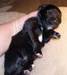 Newborn Newfoundland puppy image: 'Reuben'