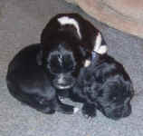 Newborn Newfoundland puppy image: 'Reuben and sister Jen'