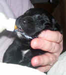 Newborn Newfoundland puppy image: 'Shot'