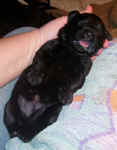 Newborn Newfoundland puppy image: 'Terry'