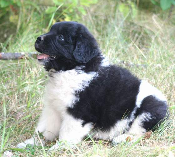 Newfoundland pup image:  Gracie-Ann at 7 weeks old.