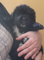 Newfoundland pup image: Brad at 4 weeks