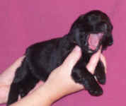 Image of two week old Newfoundland puppy