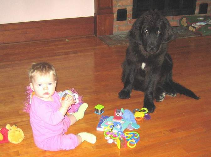 Newfoundland puppy image: Georgie playing with good friend Lilli