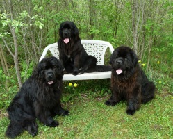 Newfoundland dogs: Ike, Madeline (on bench) & Sammy