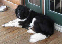 Landseer Newfoundland puppy image:  Kweli Ya Tatu