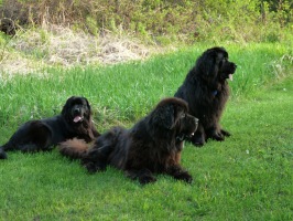 Newfoundland dogs: Madeline (laying down) Ike (middle) & Sammy