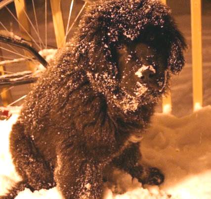 Newfoundland pup image:  Oliver in snow !