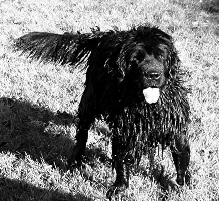 Newfoundland dog image:  Rosie, ready for action!